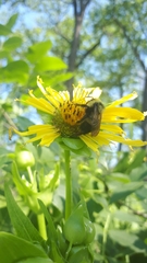 Bombus citrinus