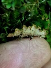 Peltigera leucophlebia