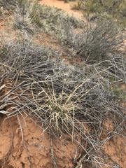 Sporobolus contractus