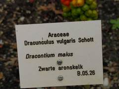 Dracontium