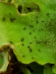 Peltigera leucophlebia