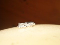 Eucosma metzneriana