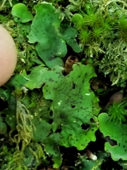 Peltigera leucophlebia