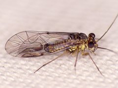 Mesopsocus laticeps