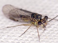 Mesopsocus laticeps