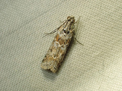 Ancylosis undulatella