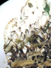 Peltigera leucophlebia