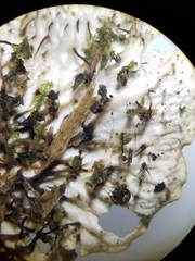 Peltigera leucophlebia