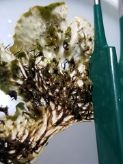 Peltigera leucophlebia