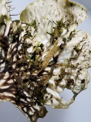 Peltigera leucophlebia