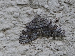 Entephria