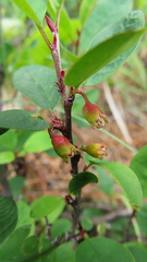 Cotoneaster uniflorus