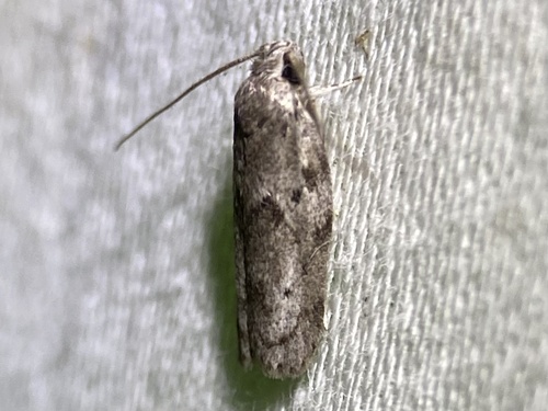 Dotted Antaeotricha Moth photo 4