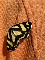 Psychostrophia melanargia