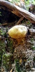 Truncocolumella citrina