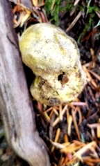 Truncocolumella citrina