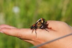 Nicrophorus americanus