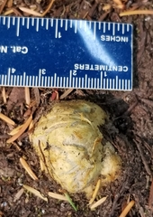 Truncocolumella citrina