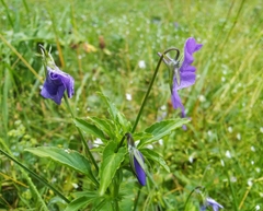 Viola disjuncta