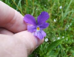 Viola disjuncta