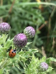 Coccinella septempunctata