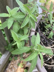 Monarda punctata punctata