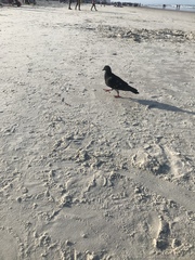 Columba livia domestica