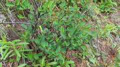 Cotoneaster uniflorus