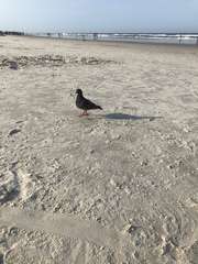 Columba livia domestica