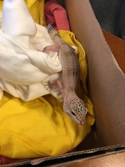 Eublepharis macularius