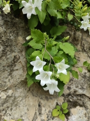 Campanula pendula