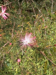 Calliandra
