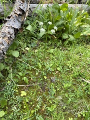 Ligusticum tenuifolium