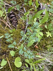 Ligusticum tenuifolium