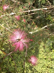 Calliandra