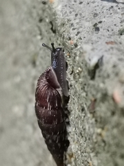 Alinda biplicata