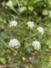 Ligusticum tenuifolium