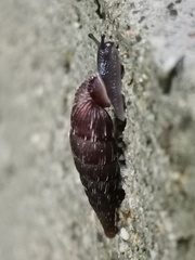 Alinda biplicata