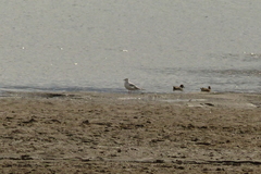 Chroicocephalus philadelphia