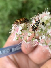 Typocerus sparsus