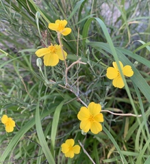 Psilostrophe cooperi