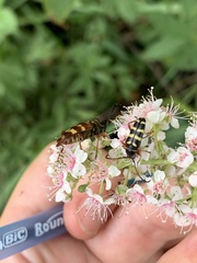 Typocerus sparsus