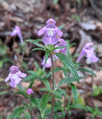 Galeopsis angustifolia