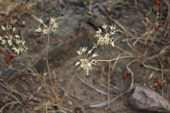 Allium geyeri