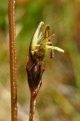 Microseris scapigera