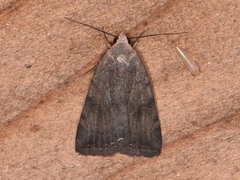 Micrathetis triplex