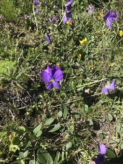 Viola calcarata