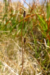 Microseris scapigera