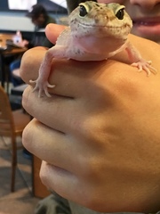 Eublepharis macularius