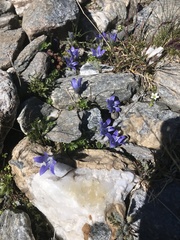 Campanula cenisia
